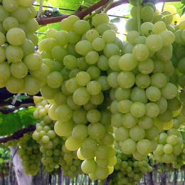 Vine, White Grape